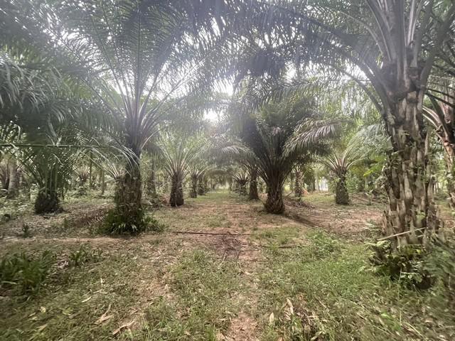 ที่ดิน 6500000 นครศรีธรรมราช ทุ่งสง เขาโร