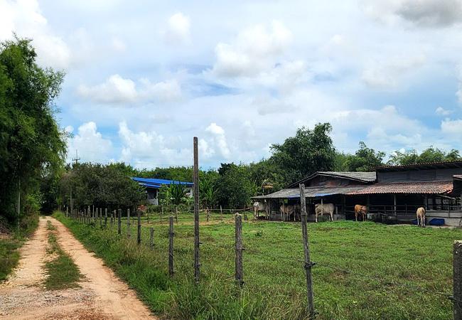 ที่ดิน 83087400 ระยอง เมืองระยอง ตะพง