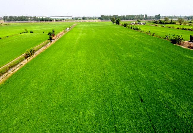 ที่ดิน 70000000 ปทุมธานี ลำลูกกา ลำไทร