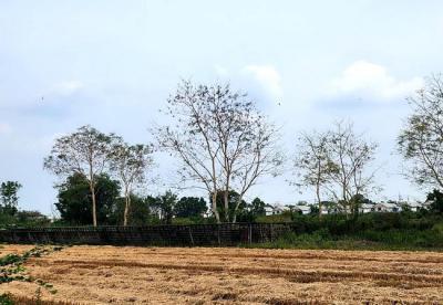 ที่ดิน 2000000 ปทุมธานี คลองหลวง คลองห้า