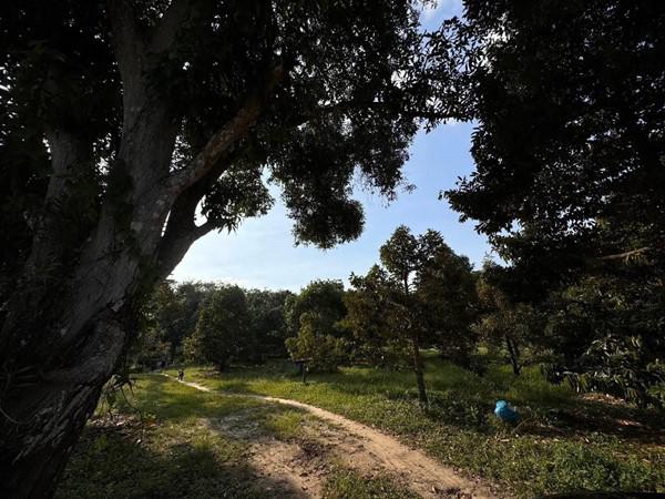 ที่ดิน 2500000 ระยอง เมืองระยอง เพ
