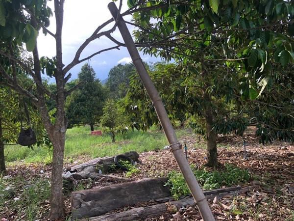 ที่ดิน 2500000 ระยอง เมืองระยอง เพ