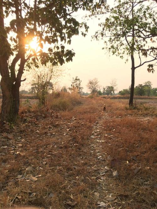 ที่ดิน 3500000 อุบลราชธานี วารินชำราบ เมืองศรีไค