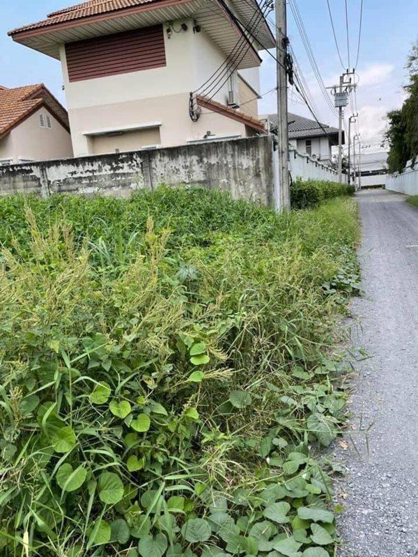 ที่ดิน 75000 นนทบุรี ปากเกร็ด คลองเกลือ