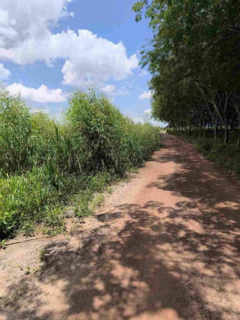 ที่ดิน 48550000 ชลบุรี บ่อทอง ธาตุทอง
