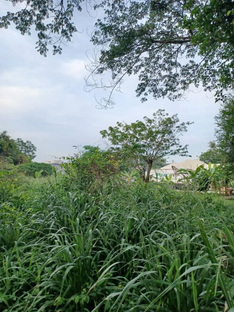 ที่ดิน 0 ชลบุรี บางละมุง