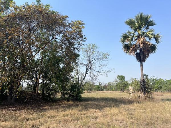 ที่ดิน 350000 สุโขทัย คีรีมาศ บ้านป้อม