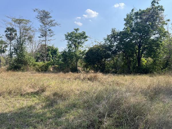 ที่ดิน 350000 สุโขทัย คีรีมาศ บ้านป้อม