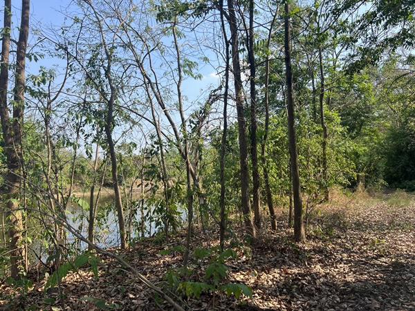 ที่ดิน 350000 สุโขทัย คีรีมาศ บ้านป้อม