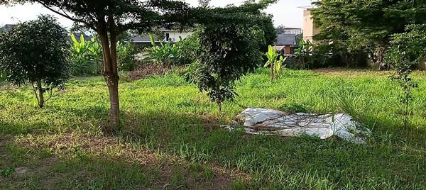 ที่ดิน 6300 พะเยา เมืองพะเยา บ้านต๋อม