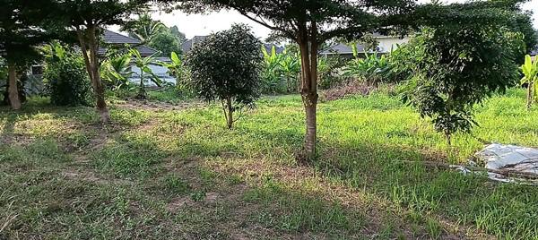 ที่ดิน 6300 พะเยา เมืองพะเยา บ้านต๋อม
