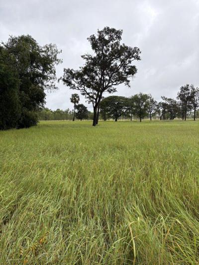 ที่ดิน 130000 ศรีสะเกษ กันทรารมย์ หนองบัว